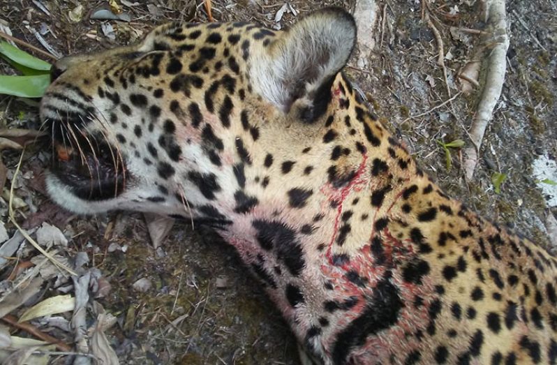 The jaguar that was killed by dogs in Mainstay/Whyaka