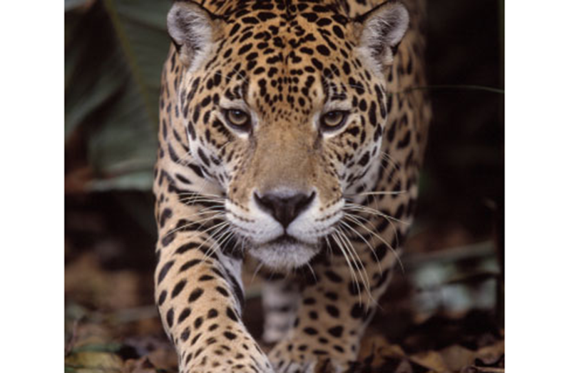 Jaguar