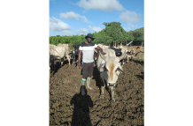 Cattle farmer Sean James and some of his cows