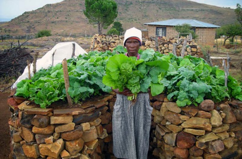 A Lesotho woman shows off her bountiful harvest from one of her several keyhole gardens