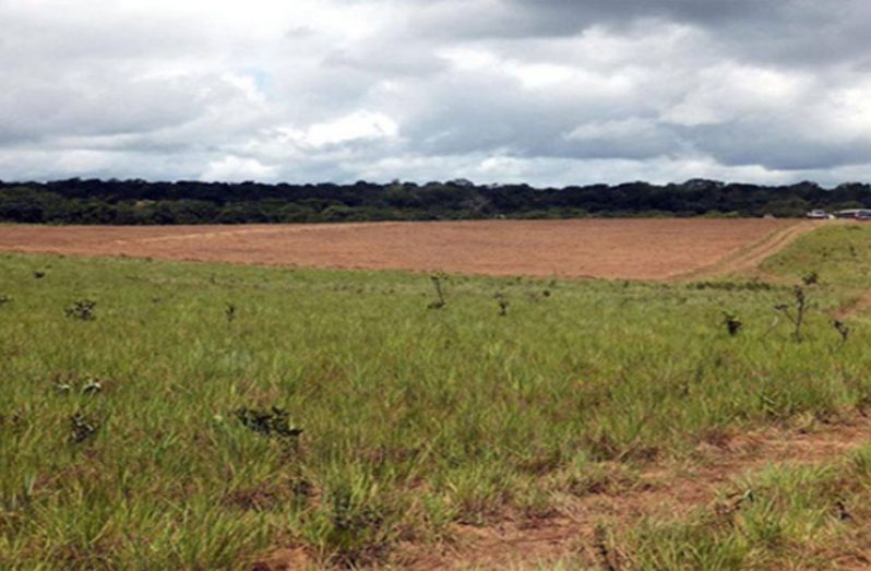 Government has begun exploring the possibility of harnessing the vast agricultural potential of the Intermediate and Rupununi Savannahs