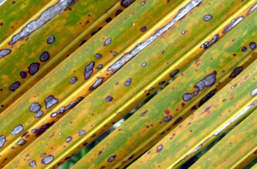 Lethal-Yellowing Leaves ofa coconut plant affected by the Lethal Yellowing disease