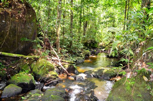 Water flows along the creek which leads to the first drop at the waterfall.