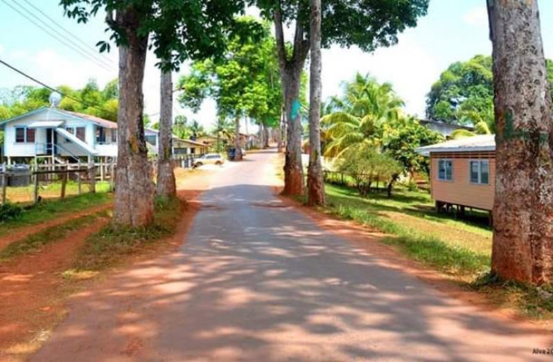 A section of the Philbert Pierre Avenue at Mabaruma with the towns historic rubber trees which line the roadway