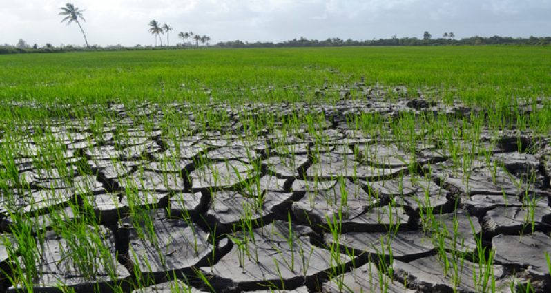 Dry rice lands at Mahaica, signs of the severity of the current El Ni?o weather