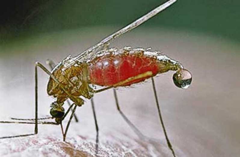 Malaria