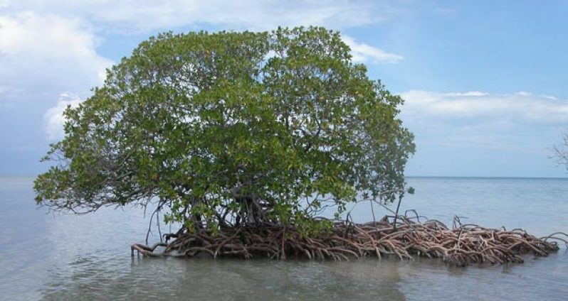 Mangrove_auf_Cayo_Levisa,_Kuba