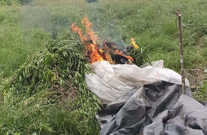 Proof of what obtained before and after Thursday’s ‘ganja’ eradication exercise on the Berbice River