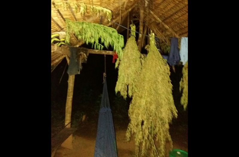 The camp where the marijuana was found before it was destroyed.