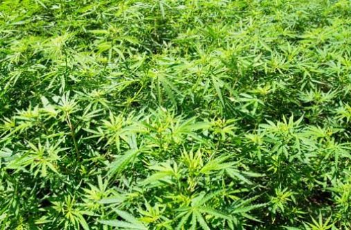 Marijuana-Field_weed