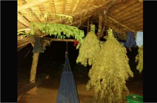 The Camp where the marijuana was found before it was destroyed.