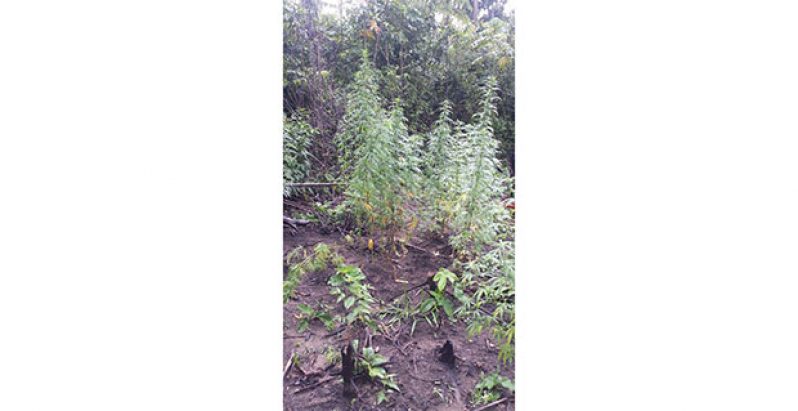 The marijuana field which was destroyed by the police.