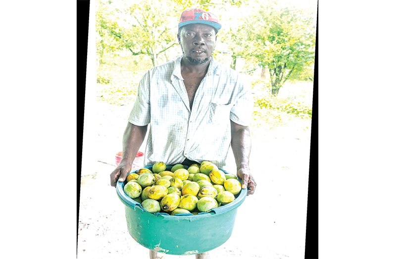 Mark Elias with his freshly picked mangoes ready for sale