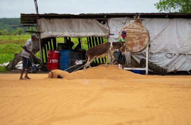 A donkey being used to facilitate the process of drying paddy (Photos by Delano Williams)
