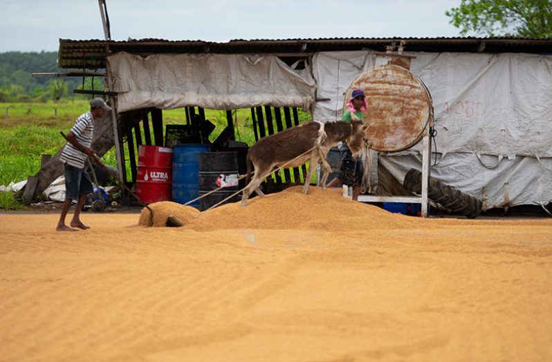 A donkey being used to facilitate the process of drying paddy (Photos by Delano Williams)