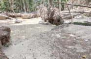 Illegal mining and damage in the Iwokrama Forest in November 2025
