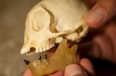Placed in a wax jaw, fossil teeth belonging to Panamacebus transitus are compared with those of a modern female tufted capuchin, Cebus apella, in this picture courtesy of the Florida Museum of Natural History. Florida Museum of Natural History