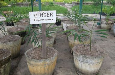 Dried grass mulch used during a ginger trial at NAREI
