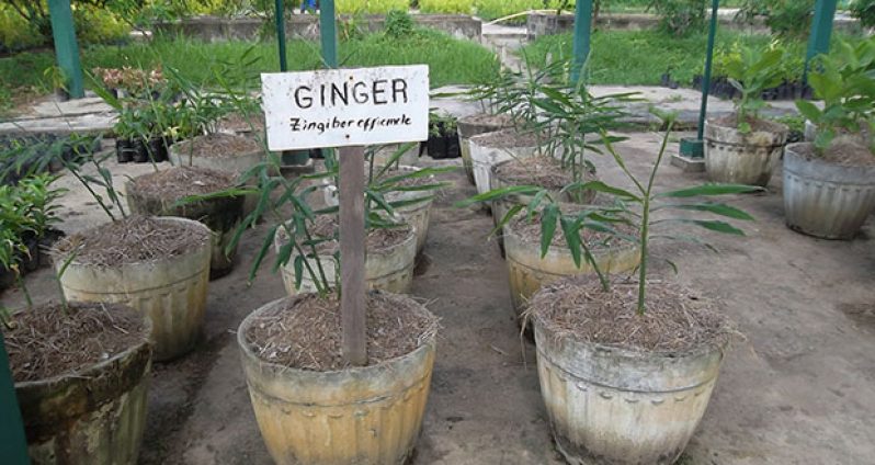 Dried grass mulch used during a ginger trial at NAREI
