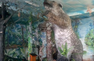 The giant sloth reaches from top to bottom of the Mega T Room