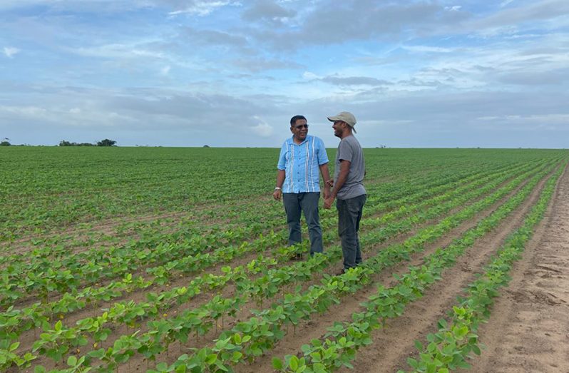 Minister of Agriculture, Zulfikar Mustapha and a farmer in a soya bean farm