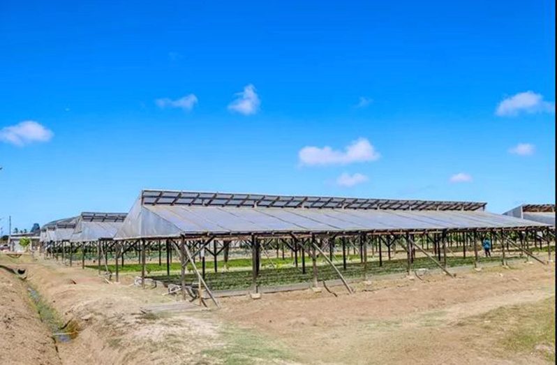 A section of the shade houses at NAREI, Mon Repos