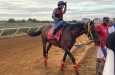 Jockey Nobel Abrego with Nova Sol during an exercising session