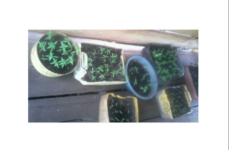 Cannabis Sativa Seedlings were
found at Hotoquai, Barima, NWD