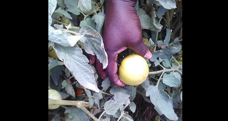 Average size of the Pik Ripe variety of tomato