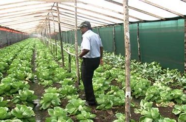 Dr. Oudho Homenauth, CEO of NAREI looks at the crops being grown in the shade house