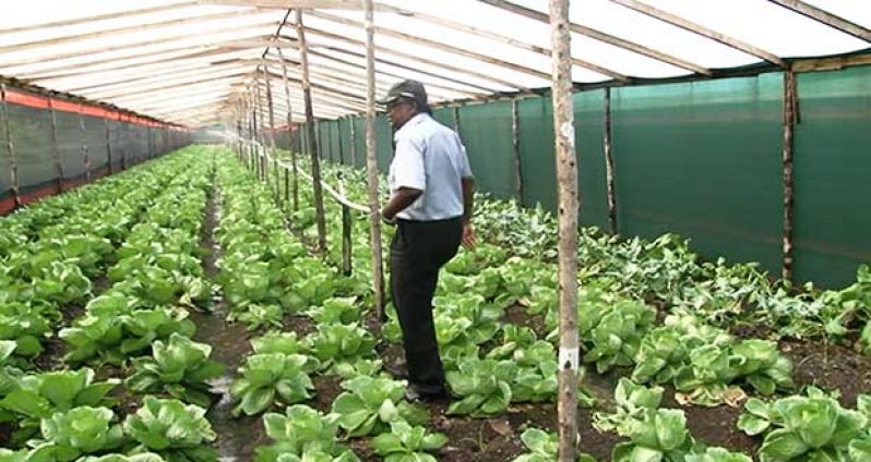 Dr. Oudho Homenauth, CEO of NAREI looks at the crops being grown in the shade house