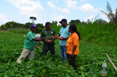 NAREI's Research Assistants Premdat Beecham and Aretha Peters and farmers examine sweet potatoes