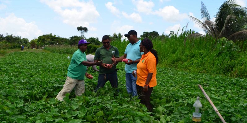 NAREI's Research Assistants Premdat Beecham and Aretha Peters and farmers examine sweet potatoes