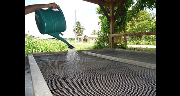 Water being applied to the vermicomposting bin