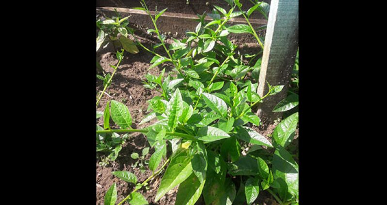 Healthy plant growth
