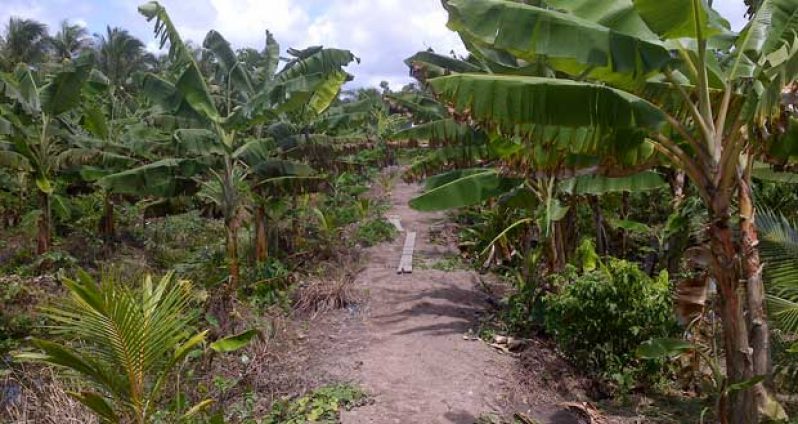 A blooming sucker farm in the Pomeroon