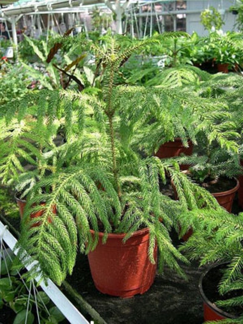 The Norfolk Island Pine An Ideal Christmas Tree Guyana Chronicle
