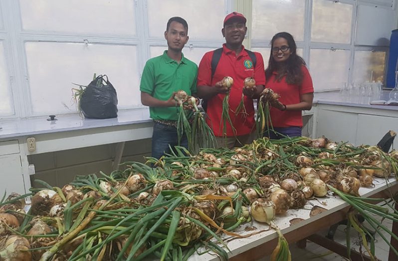 Farmer Rawle Medford (centre) stands along with National Agricultural Research and Extension Institute (NAREI) research scientist Tracy Persaud and NAREI’s Crop Extension assistant, Nicholas Chetram