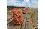 Onions harvested at Manari Creek, Lethem