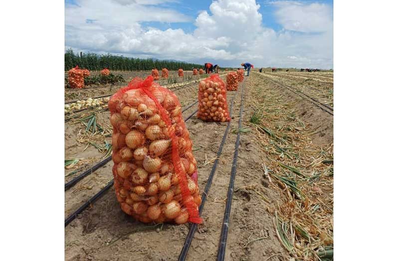Onions harvested at Manari Creek, Lethem
