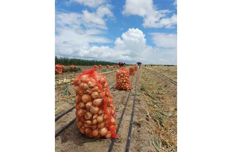 Onions harvested at Manari Creek, Lethem