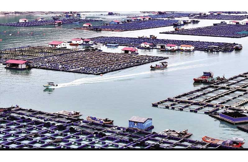 Photo taken on November 22, 2024, shows an offshore marine ranch in the waters of Qixing village, Jiaocheng district, Ningde, southeast China's Fujian province (People's Daily Online/Wang Wangwang)