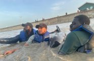 L-R: Elford Liverpool, Mark  Ram, and Mr Eric Stoll from the University of Guyana at the Buxton Foreshore assisting in the rescue of a stranded whale