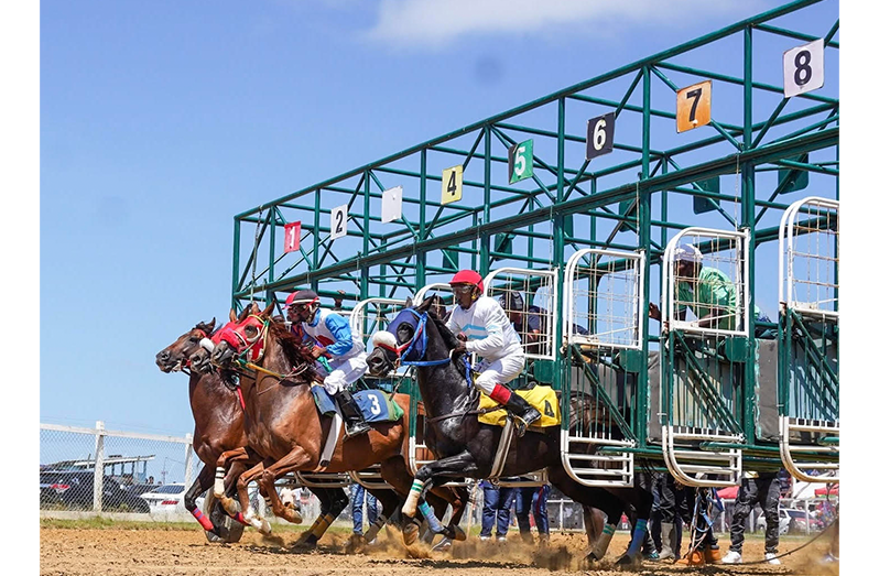 Eleven races are on the cards for Easter Cup at Port Mourant