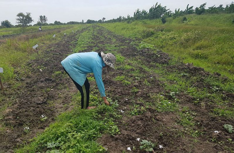 Persaud in her farm