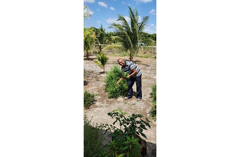 Farmer and businessman Jairam Ramlakhan picked fresh thyme and peppers to add to the fireside cook up on the farm