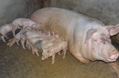 The tenderness of a mother with her young ones, even when it is the pig