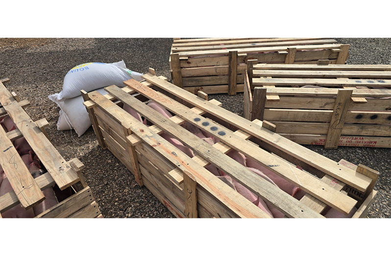 The gift pigs upon arrival in crates following promises fulfilled during a presidential visit to the region