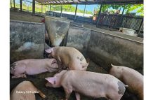 Some of the pigs utilising the automatic feeder in their pen