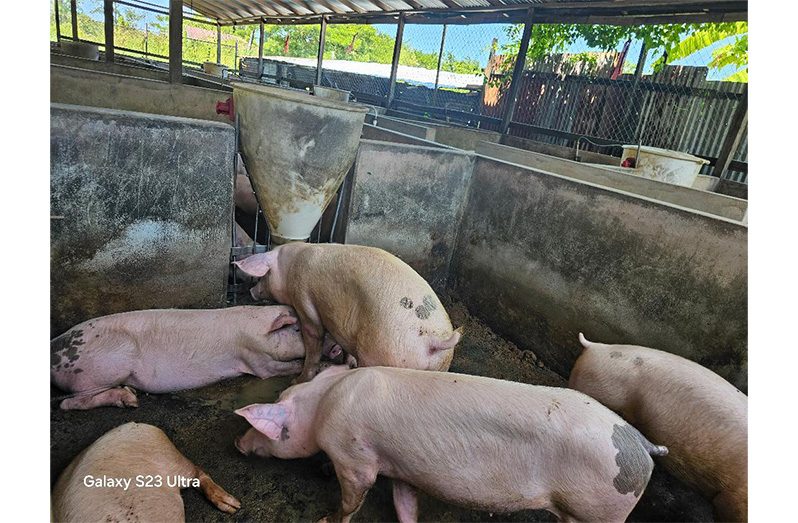 Some of the pigs utilising the automatic feeder in their pen